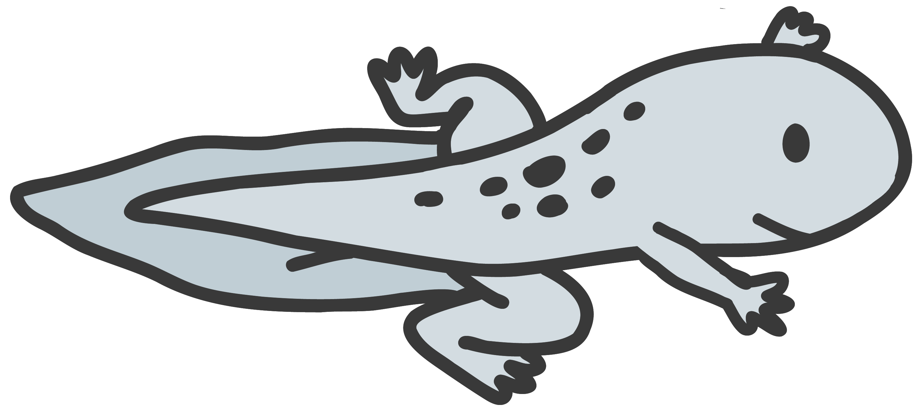 Toadlet